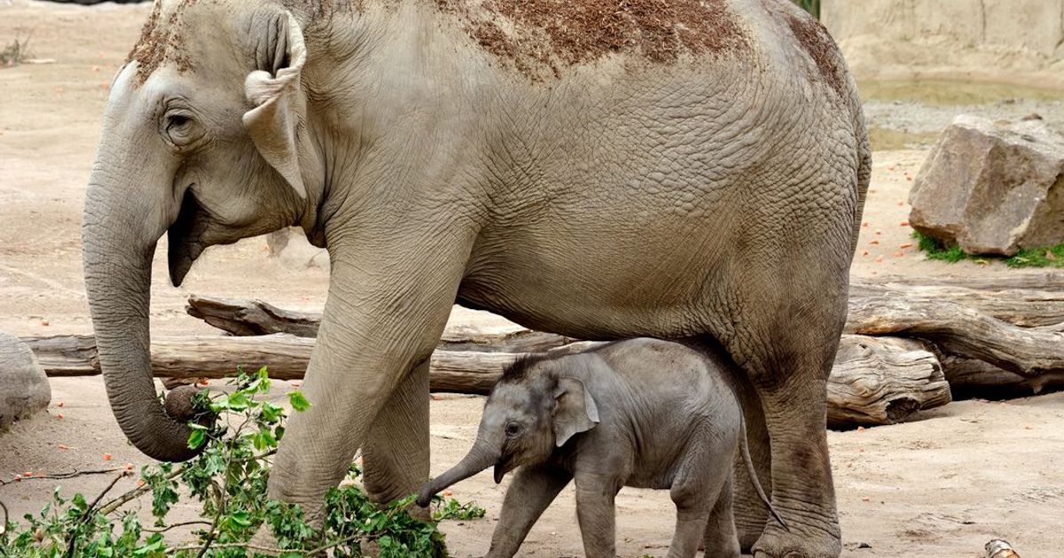 Wie Lange Ist Ein Elefant Schwanger www.rundschau-online.de