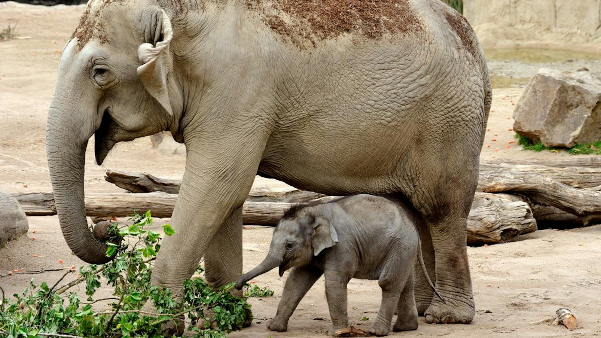 Zum ersten Mal Mutter wurde Marlar im Jahr 2027; sie brachte einen kleinen Bullen zur Welt. Ein winziger Elefant läuft neben Marlar her.