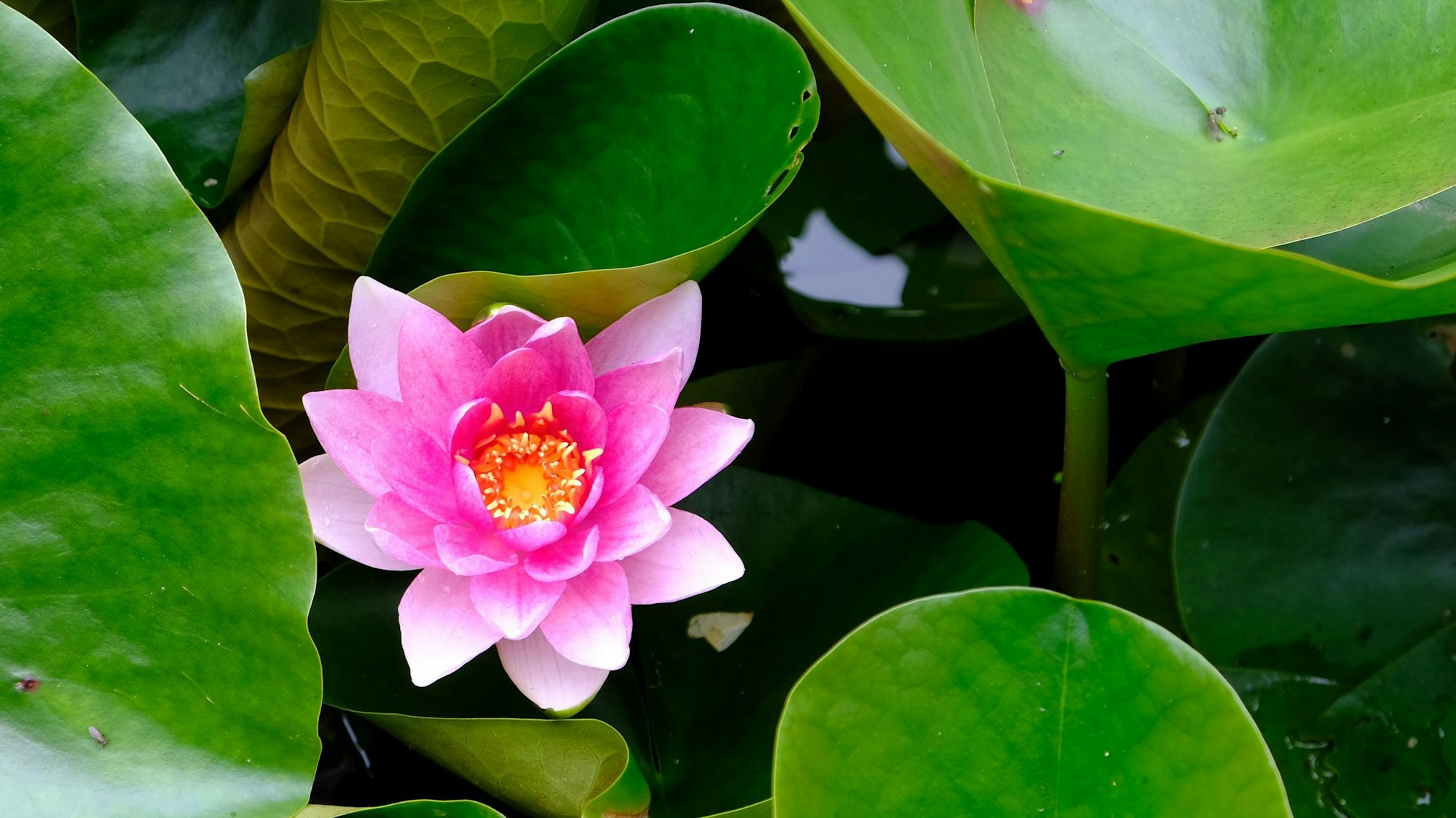 Die Blüte einer Seerose inmitten der grünen Blätter.