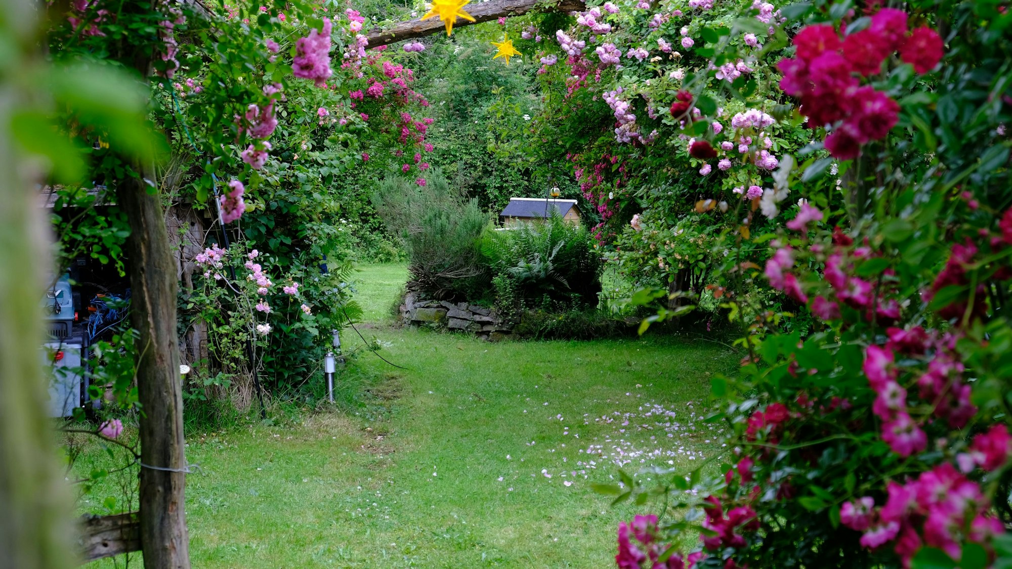 Blick in den Garten von Bärbel Geusen aus Lessenich, wo zahlreiche Rambler-Rosen wachsen.
