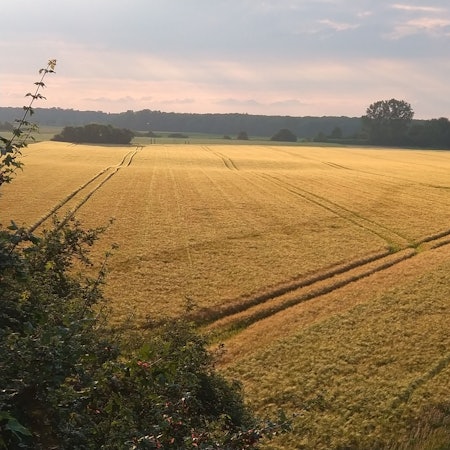 Zwischen Esch und Roggendorf/Thenhoven prägen weite Felder die Landschaft.