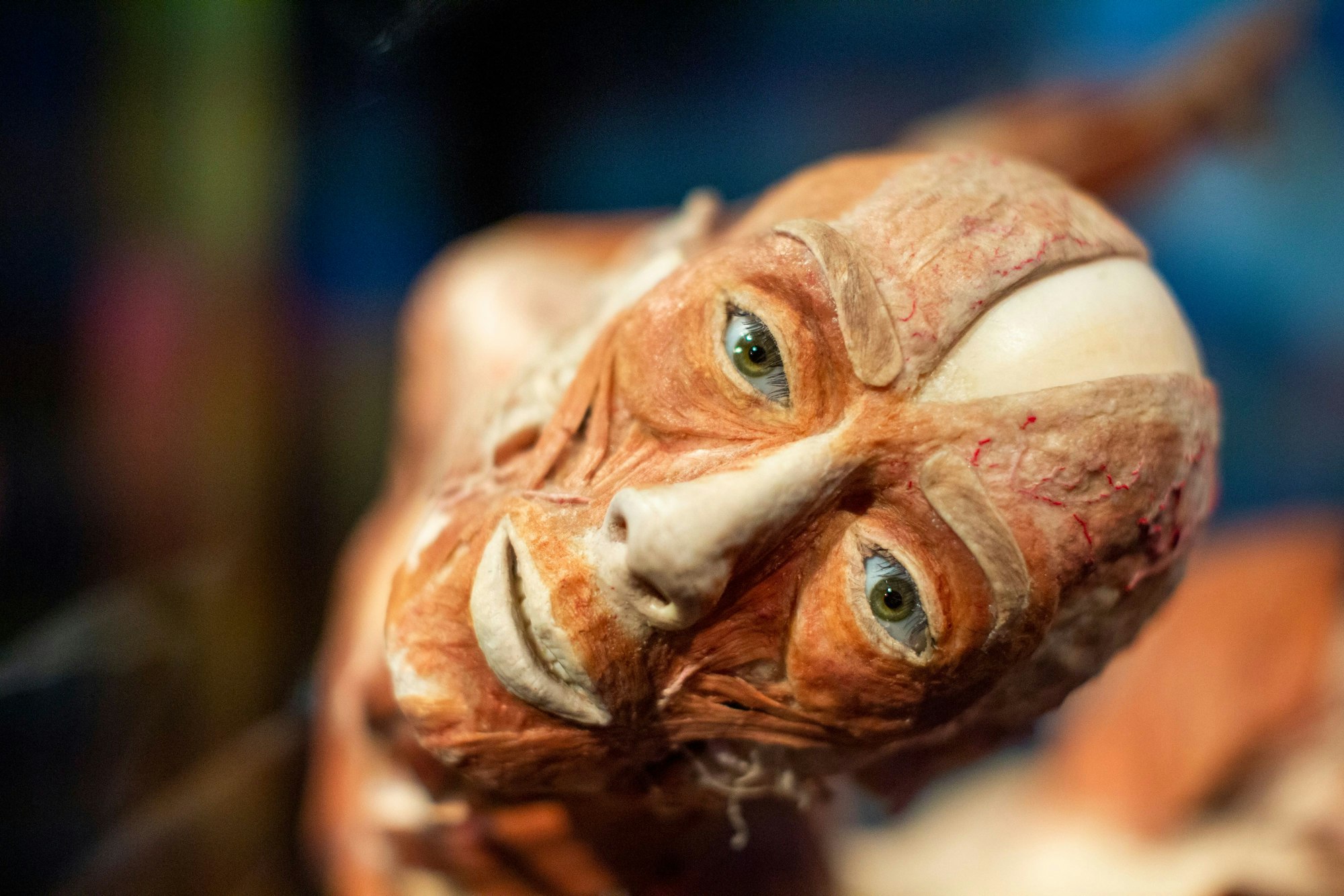 Tot und trotzdem lebendig wirken die Plastinationen der „Körperwelten“.