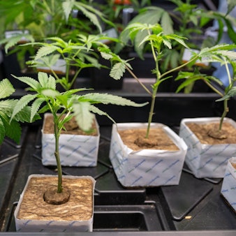 ARCHIV - 14.06.2024, Berlin: Hanfsämlinge werden auf der Hanfmesse «Mary Jane» zum Verkauf angeboten. (zu dpa: «NRW erlaubt bis zu 3000 Cannabis-Clubs») Foto: Monika Skolimowska/dpa +++ dpa-Bildfunk +++