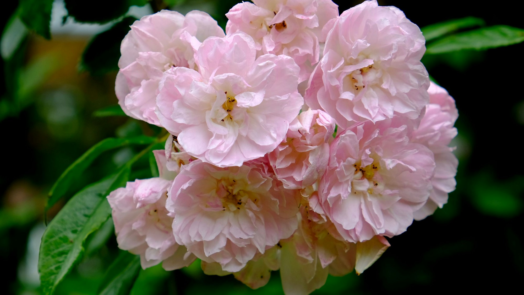 Detailaufnahme einer blühenden Ramblerrose.