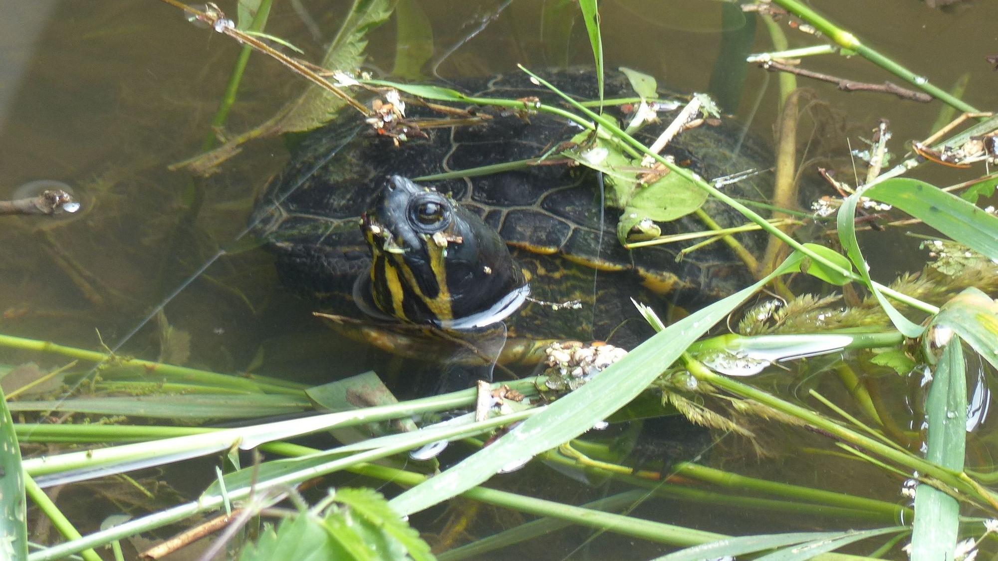 Auf dem Foto ist eine Schildkröte in einem Bach zu sehen.