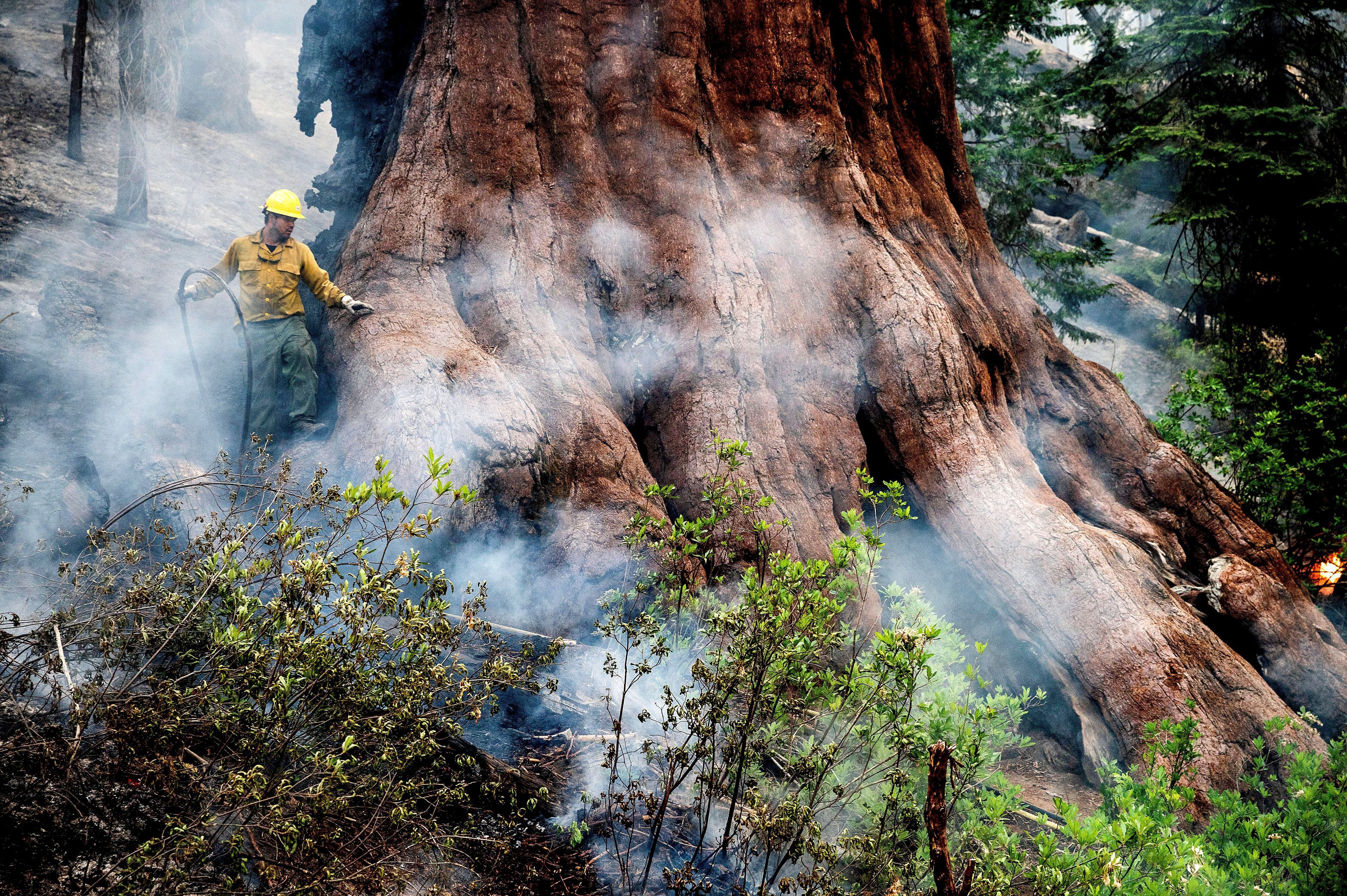 09.07.2022, USA, Yosemite National Park: Ein Feuerwehrmann schützt einen Mammutbaum, während das Washburn-Feuer im Mariposa-Hain der Riesenmammutbäume (Grove of Giant Sequoias) im Yosemite-Nationalpark brennt. Foto: Noah Berger/AP/dpa +++ dpa-Bildfunk +++