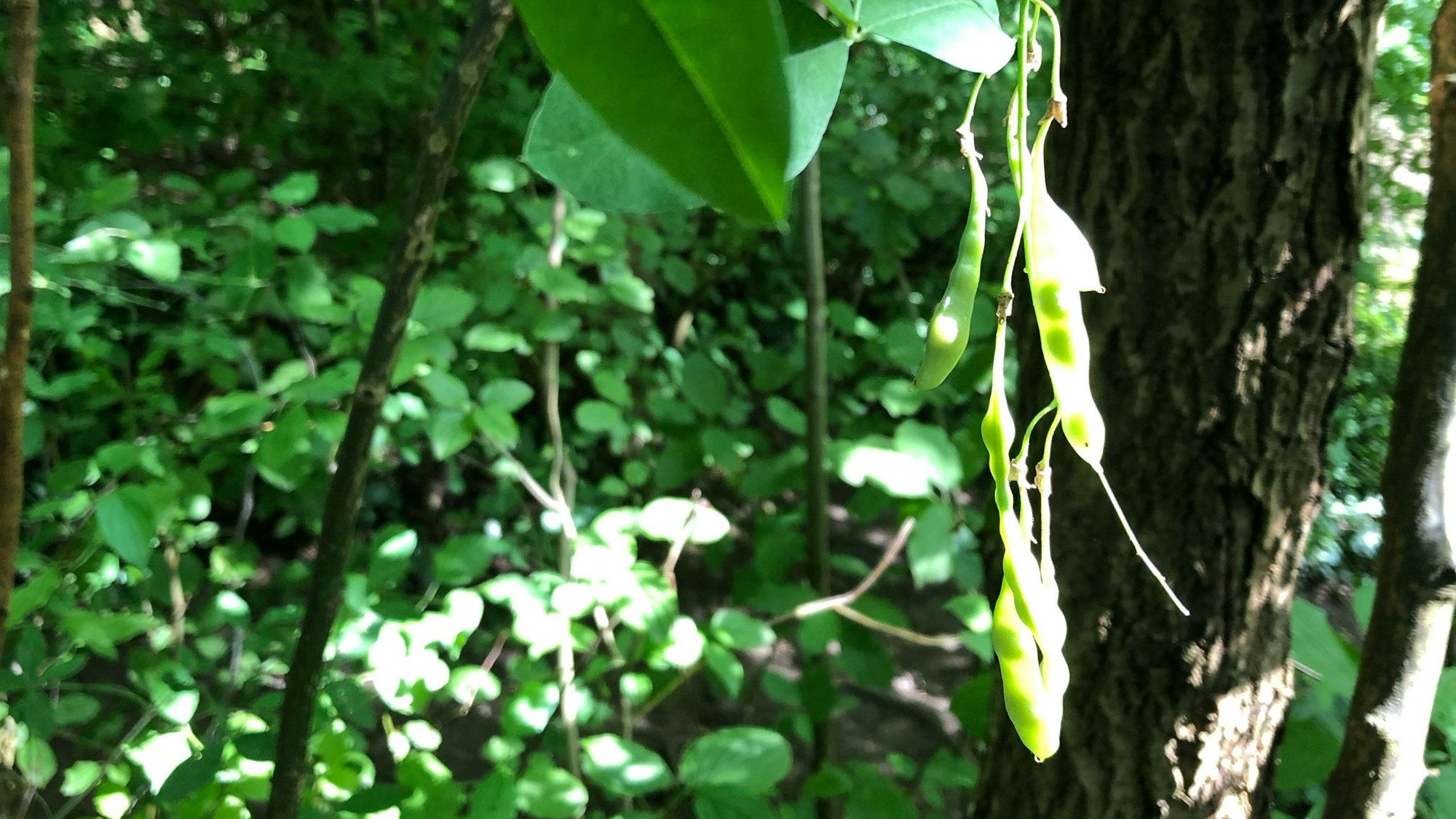 In einem Dickicht hängt eine Schote von einem Goldregenbaum.