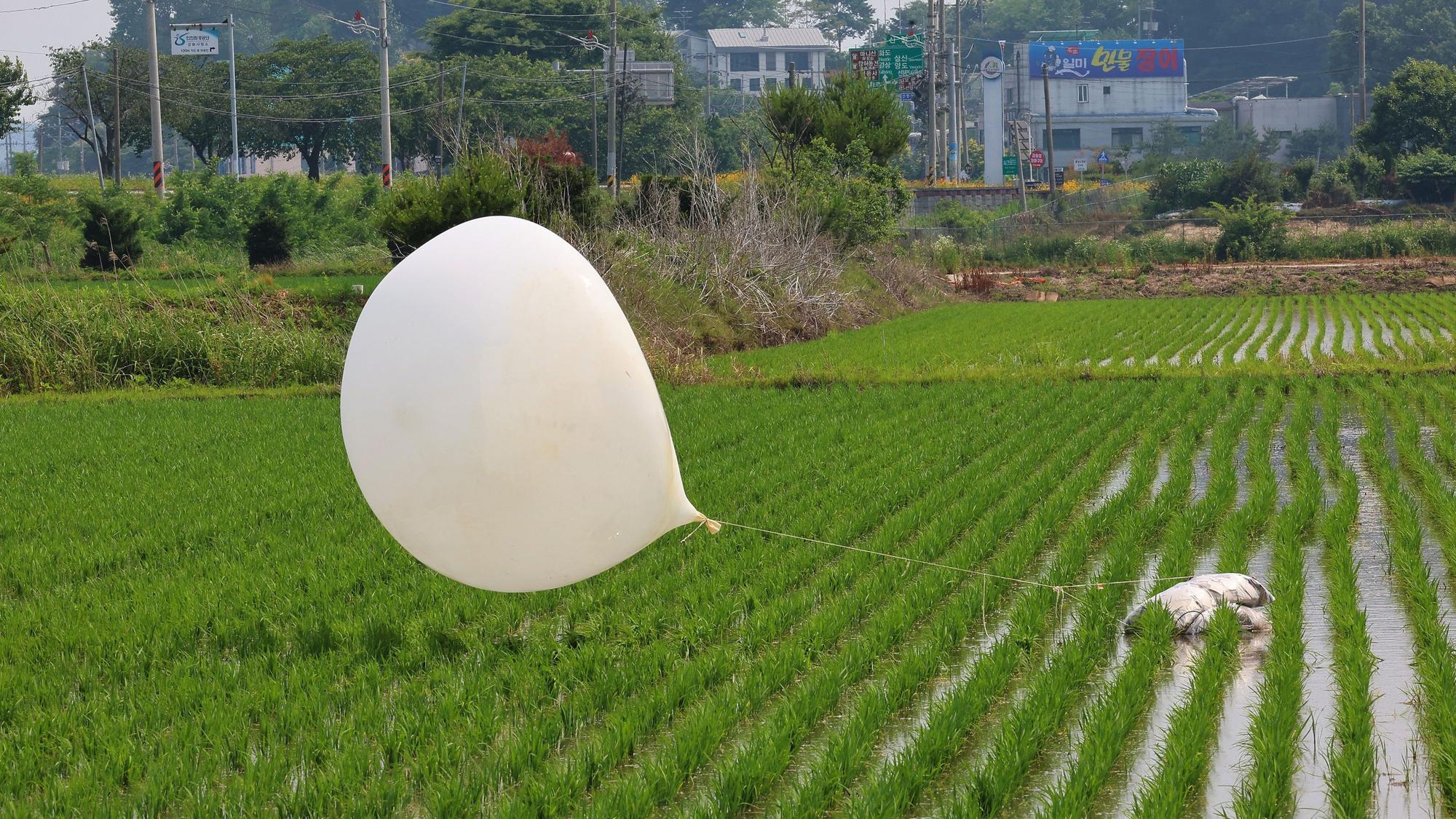 Einer der Hunderten von mit Müll gefüllten Ballons, die Nordkorea über Nacht fliegen ließ, liegt in einem Reisfeld im nordwestlichen Grenzbezirk Südkoreas. (Archivbild)