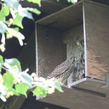 Drei junge Falken in einem Nistkasten