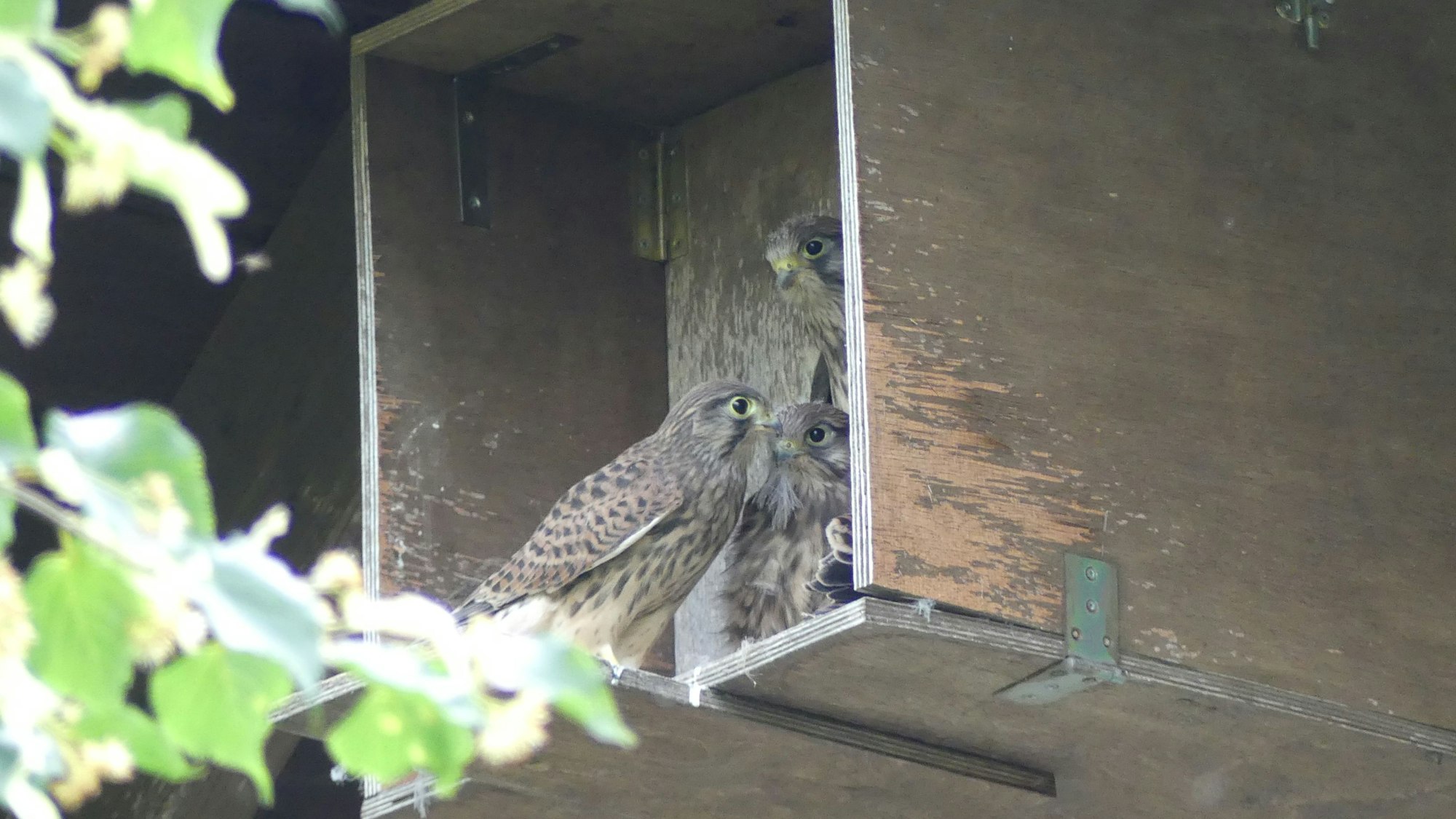Drei junge Falken in einem Nistkasten