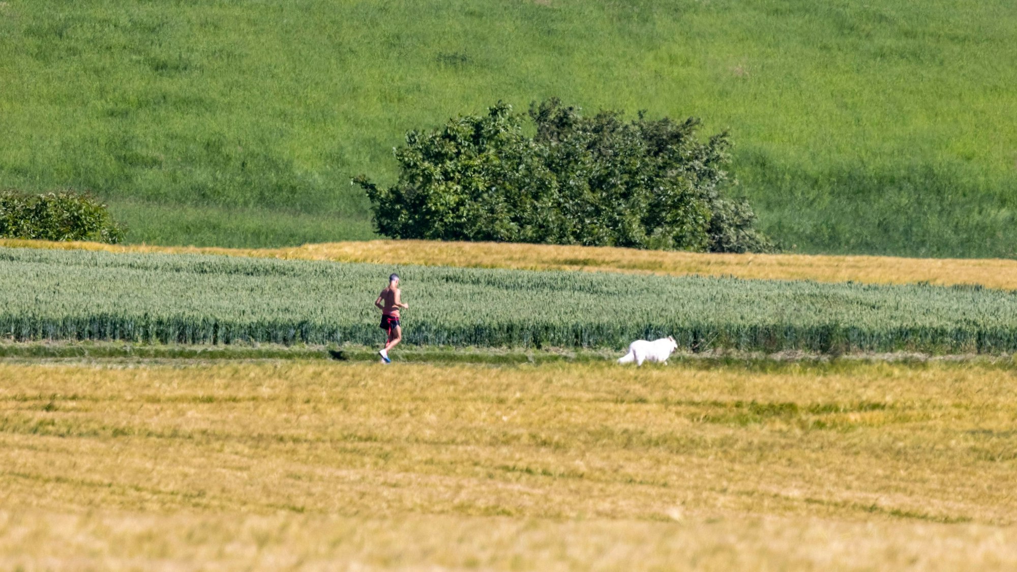 Ein Jogger läuft mit seinem Hund auf einem Weg, der zwischen Feldern verläuft.