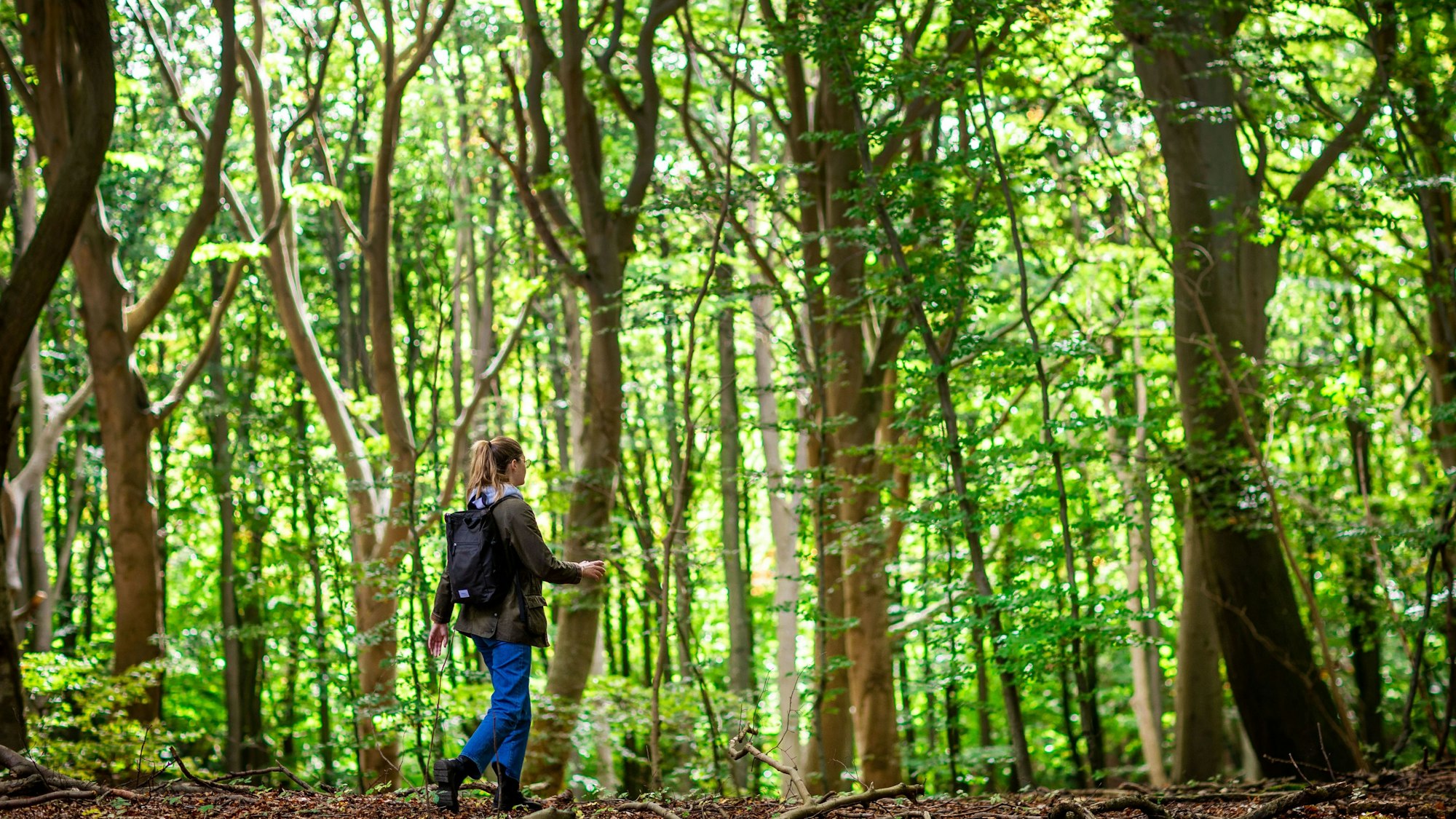 Eine Frau wandert durch einen Buchenwald.