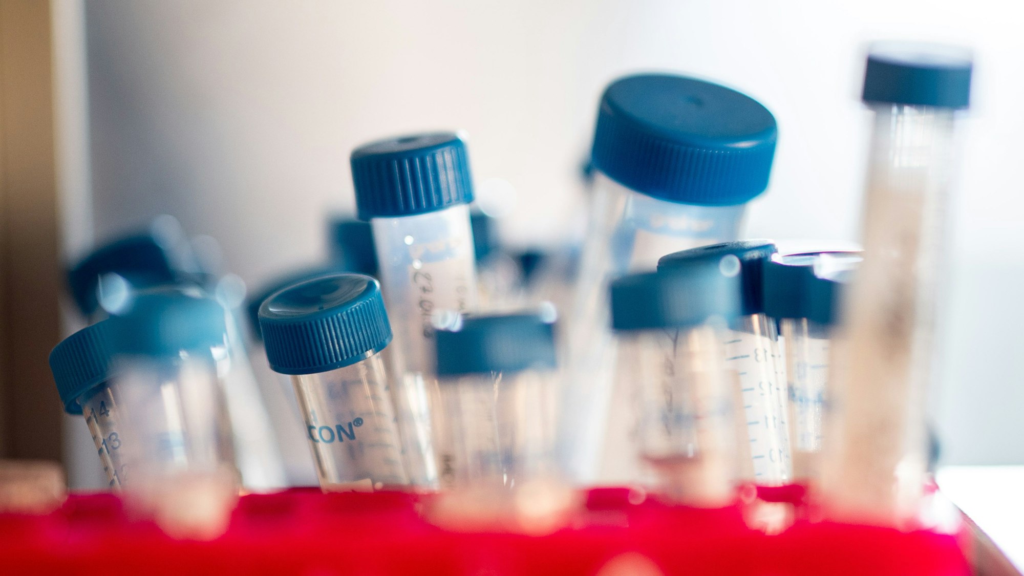 Reagenzgläser mit Proben stehen in einem Labor.