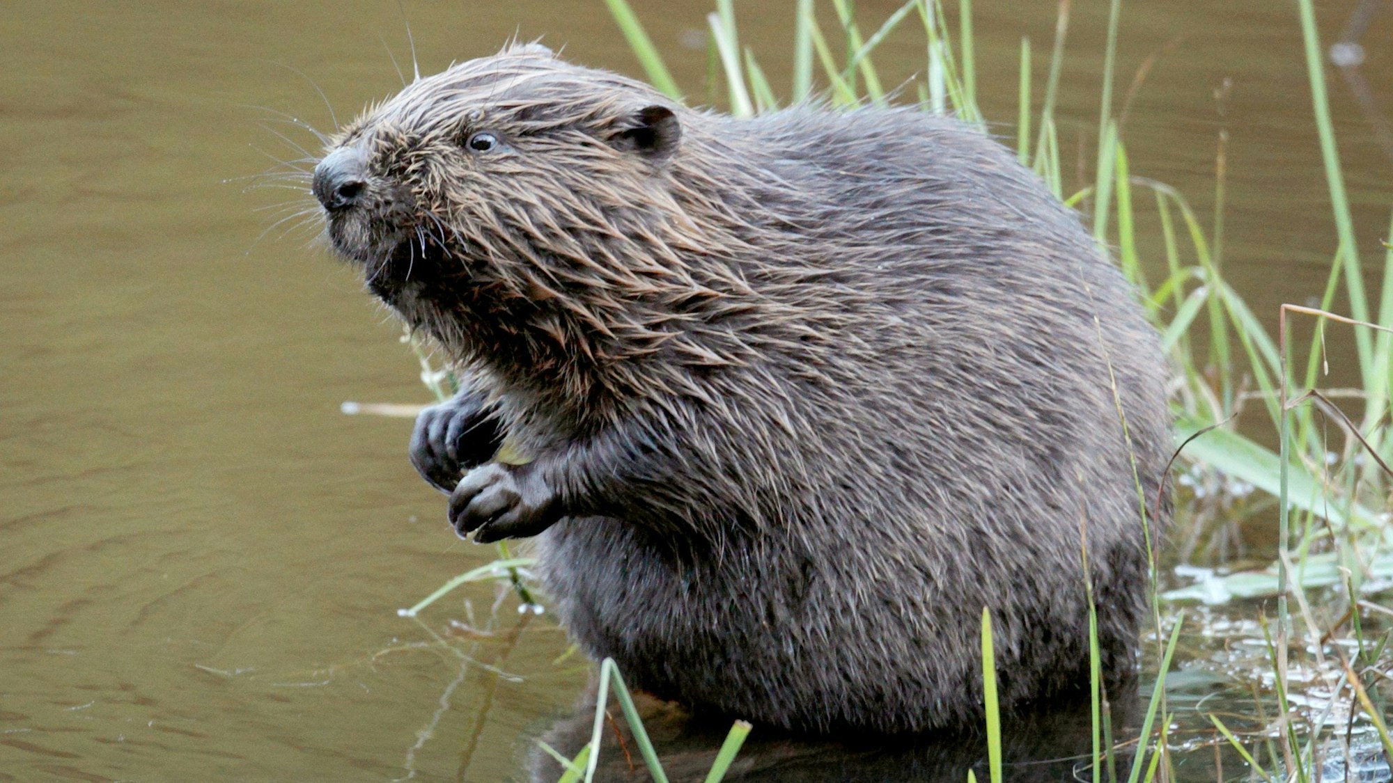 Ein Biber sitzt im Wasser.