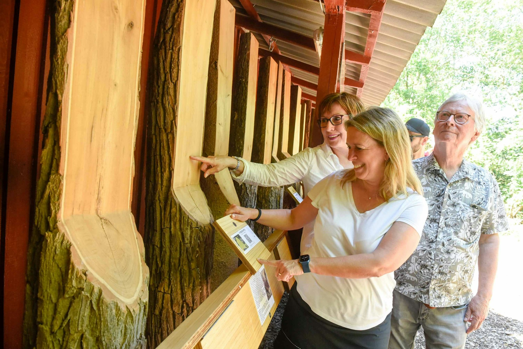 Auf dem Bild sind die Stämme des Baumkabinetts zu sehen.