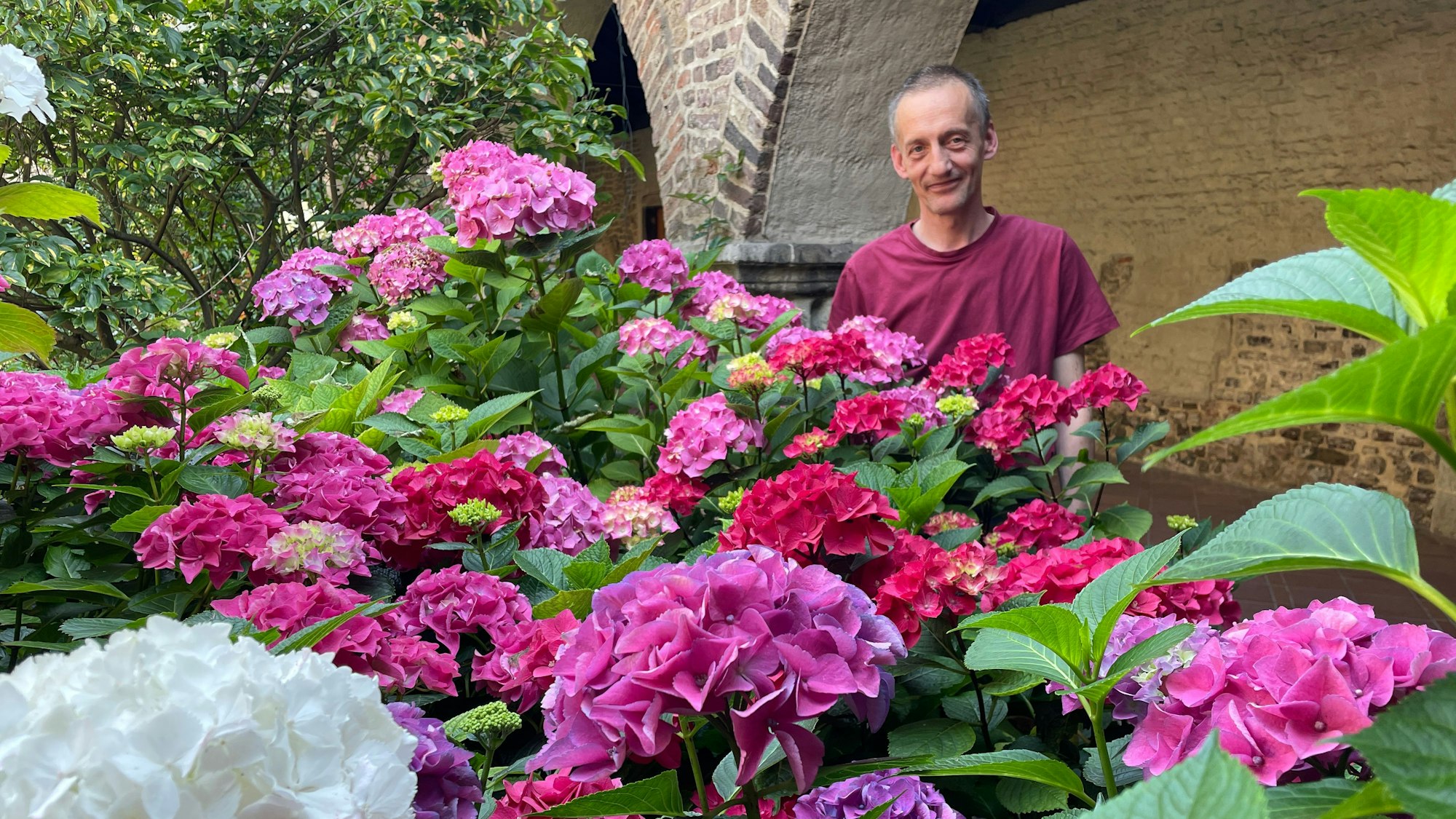 Besser geht es nicht: Küster Markus Schmitz vor den Hortensien in einer einer Ecke des reich bepflanzen Innenhofs von St. Maria im Kapitol. Ein schlanker Mann in einem weinroten T-Shirt steht vor großen Hortensienbüschen in allen Farben von weiß bis dunkelrot und lächelt freundlich.