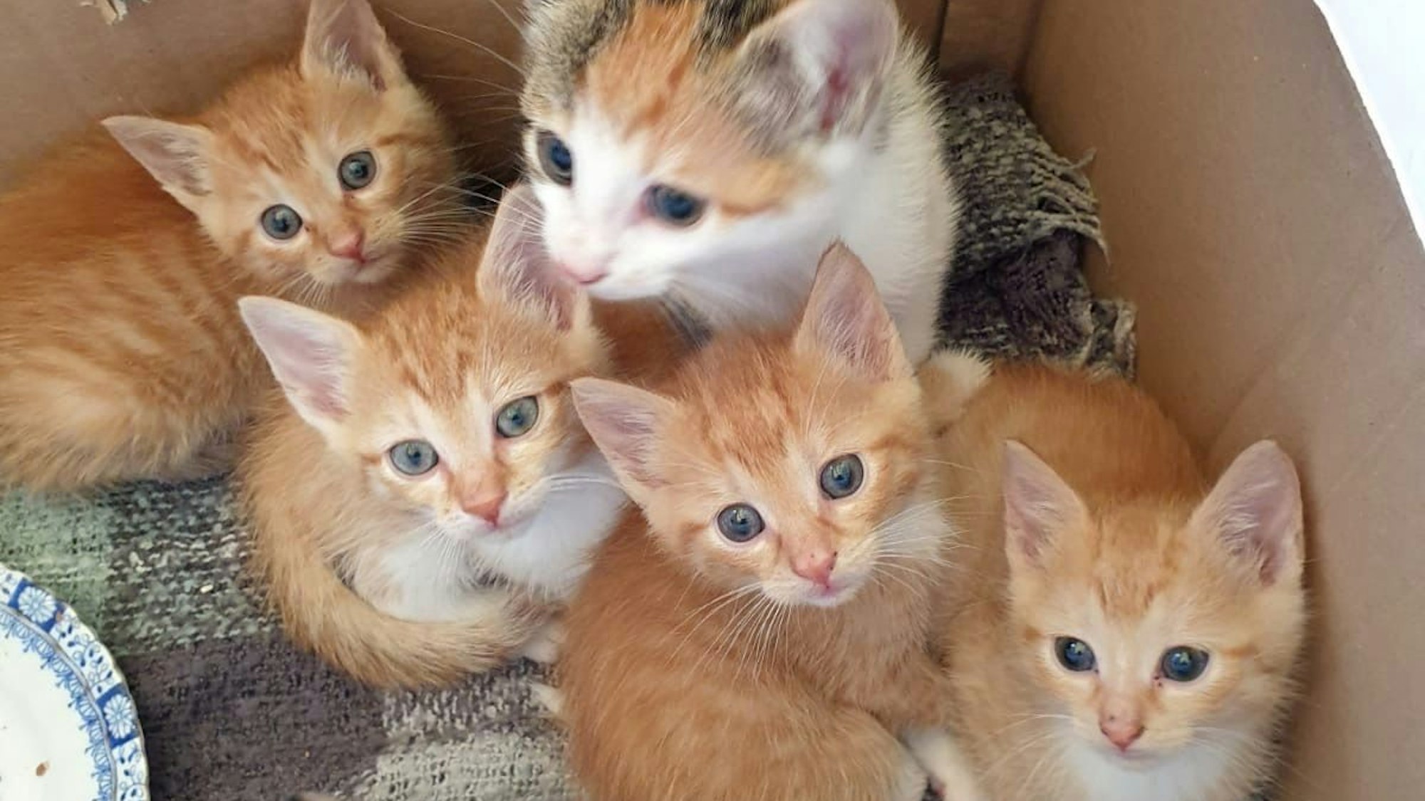 Eine weiß-rote Katze mit vier roten Katzenbabys.