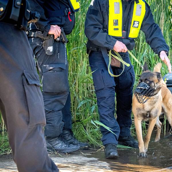 Ein Spürhunde der Polizei beim Einsatz.(Archivbild)