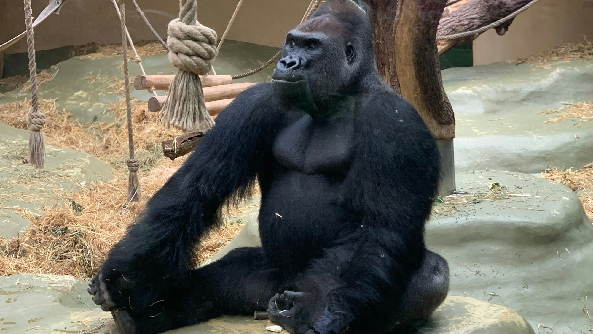 Ein Gorilla sitzt auf de Boden und hält seine Füße mit den Händen.