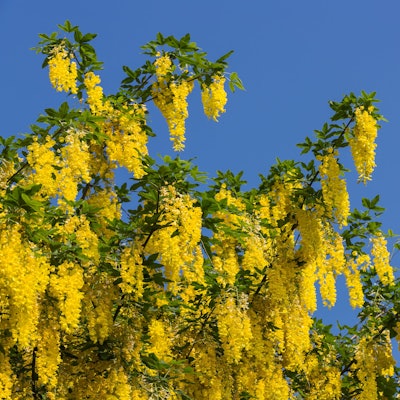 Ein Goldregenbaum steht in Blüte vor einem blauen Himmel.