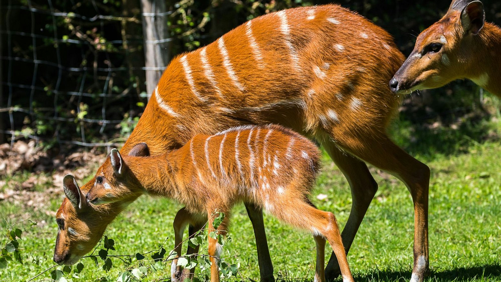 Die kleine Herde der bildschönen Antilopen hat Zuwachs bekommen.