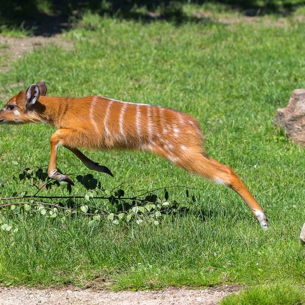 Springlebendig: das Jungtier der Sitatungas. Es springt über einen kleinen Zweig, der im Gras liegt