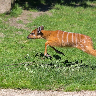 Springlebendig: das Jungtier der Sitatungas. Es springt über einen kleinen Zweig, der im Gras liegt