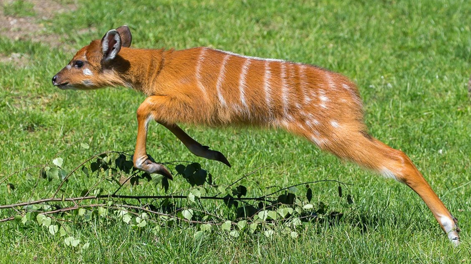 Springlebendig: das Jungtier der Sitatungas. Es springt über einen kleinen Zweig, der im Gras liegt