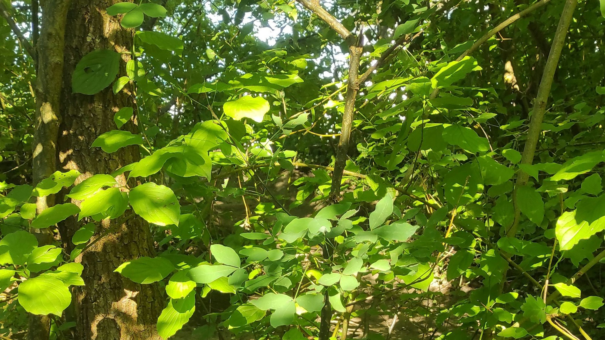 Zwischen grünen Pflanzen in einem Dickicht auf einem Bergisch Gladbacher Spielplatz steht ein Goldregen.