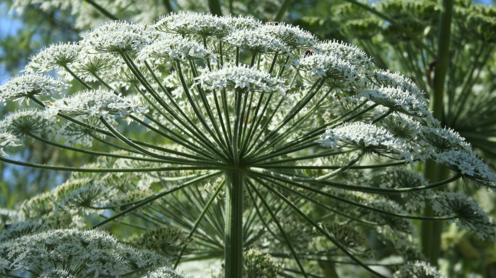 Die Vorkommen des gefährlichen Riesenbärenklau im Kreisgebiet nehmen besondders an der Oberen Sieg wieder zu.
Bis zu 30 000 Samen produzieren die Stauden, die aus dem Kaukasus stammen.