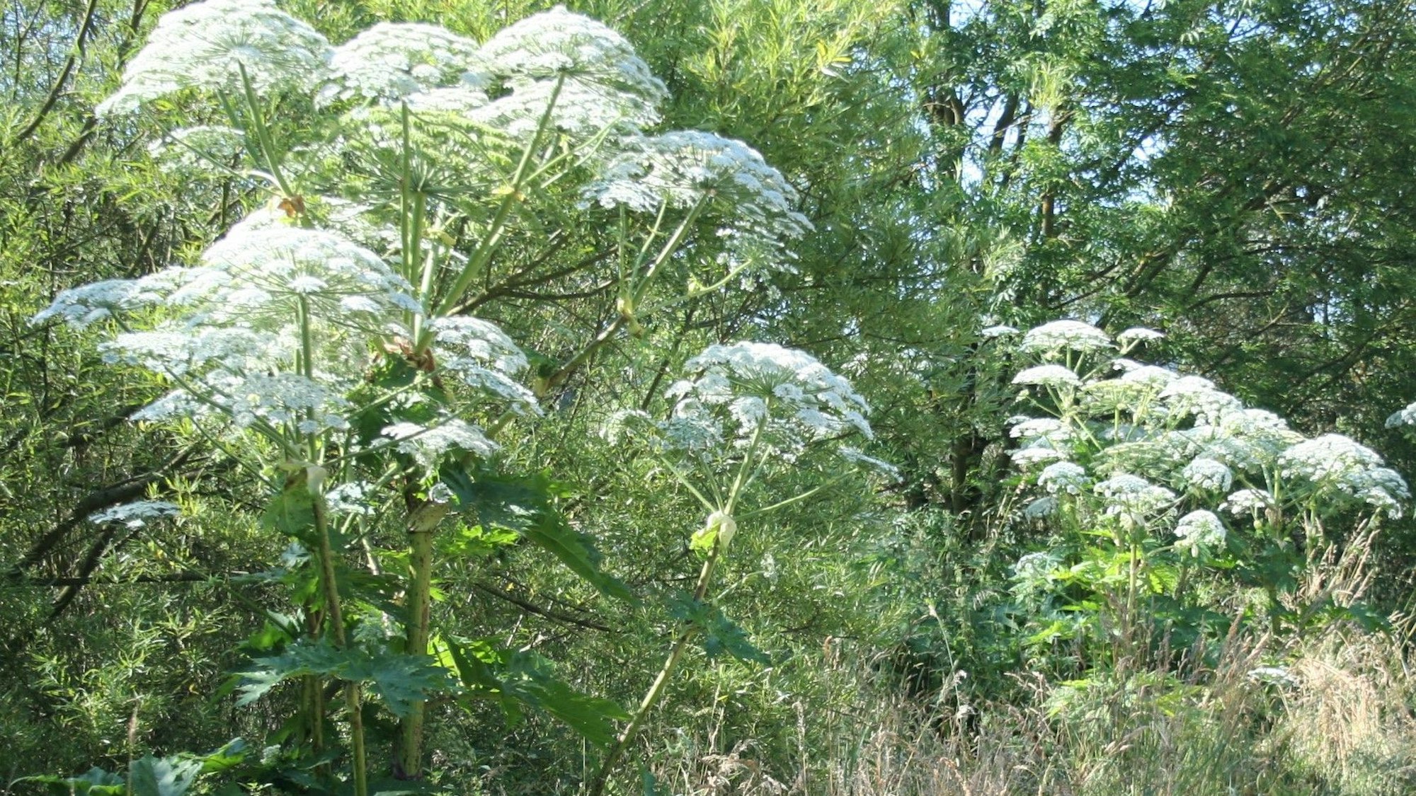 Die Vorkommen des gefährlichen Riesenbärenklau im Kreisgebiet nehmen besondders an der Oberen Sieg wieder zu.
Riesige Bestände haben sich an der Sieg entwickelt.