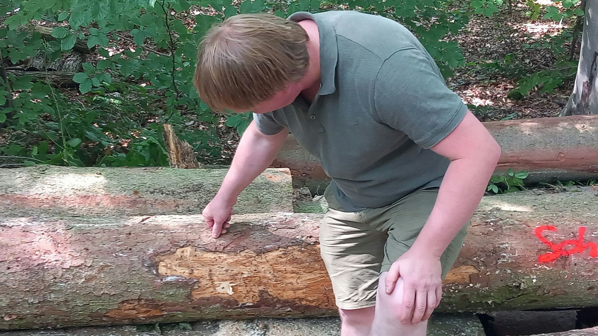 Förster Sebastian Tölle zeigt Borkenkäferschäden.