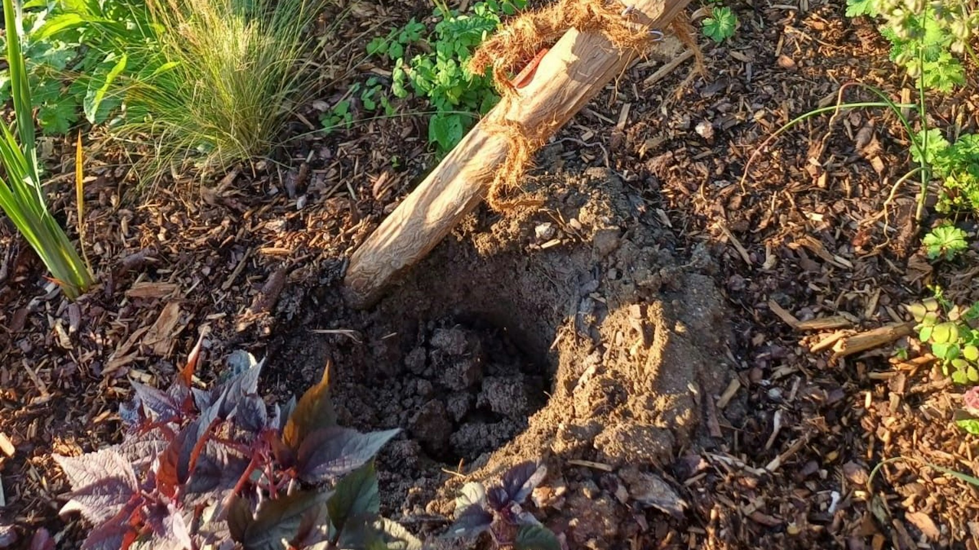 Ein Loch in der Erde ist alles, was von dem Baum an der Carl-Sonnenschein-Schule in Kenten geblieben ist.