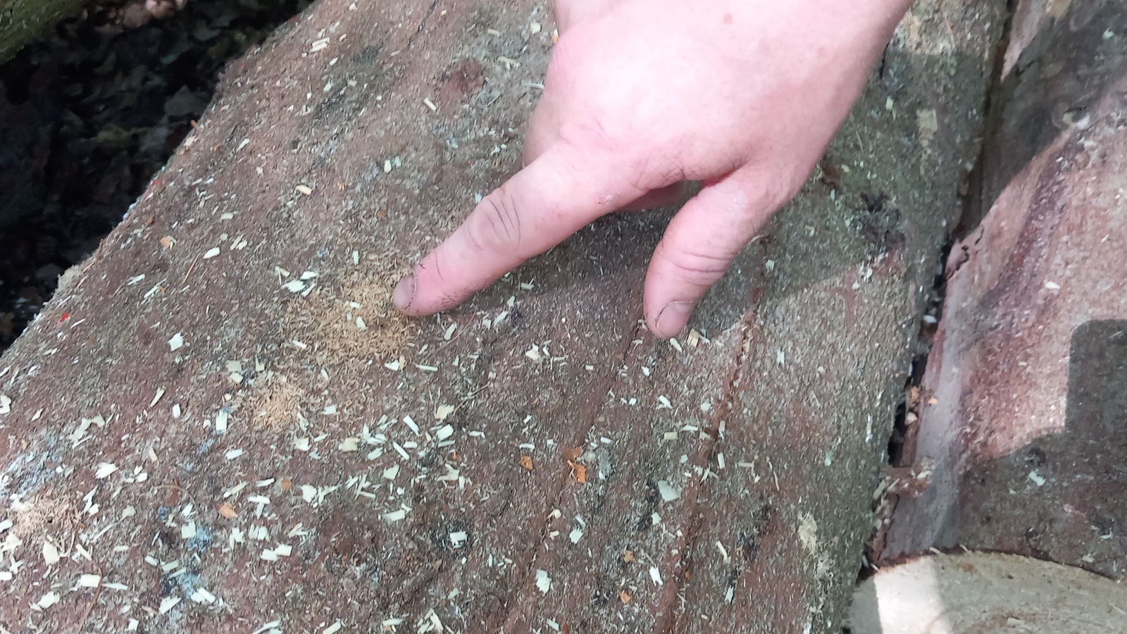 Der Finger zeigt auf das Bohrloch eines aktiven Borkenkäfers mit Holzmehl davor.
