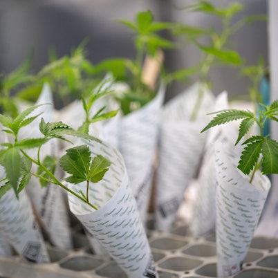 Hanfsämlinge werden auf der Hanfmesse zum Verkauf angeboten.