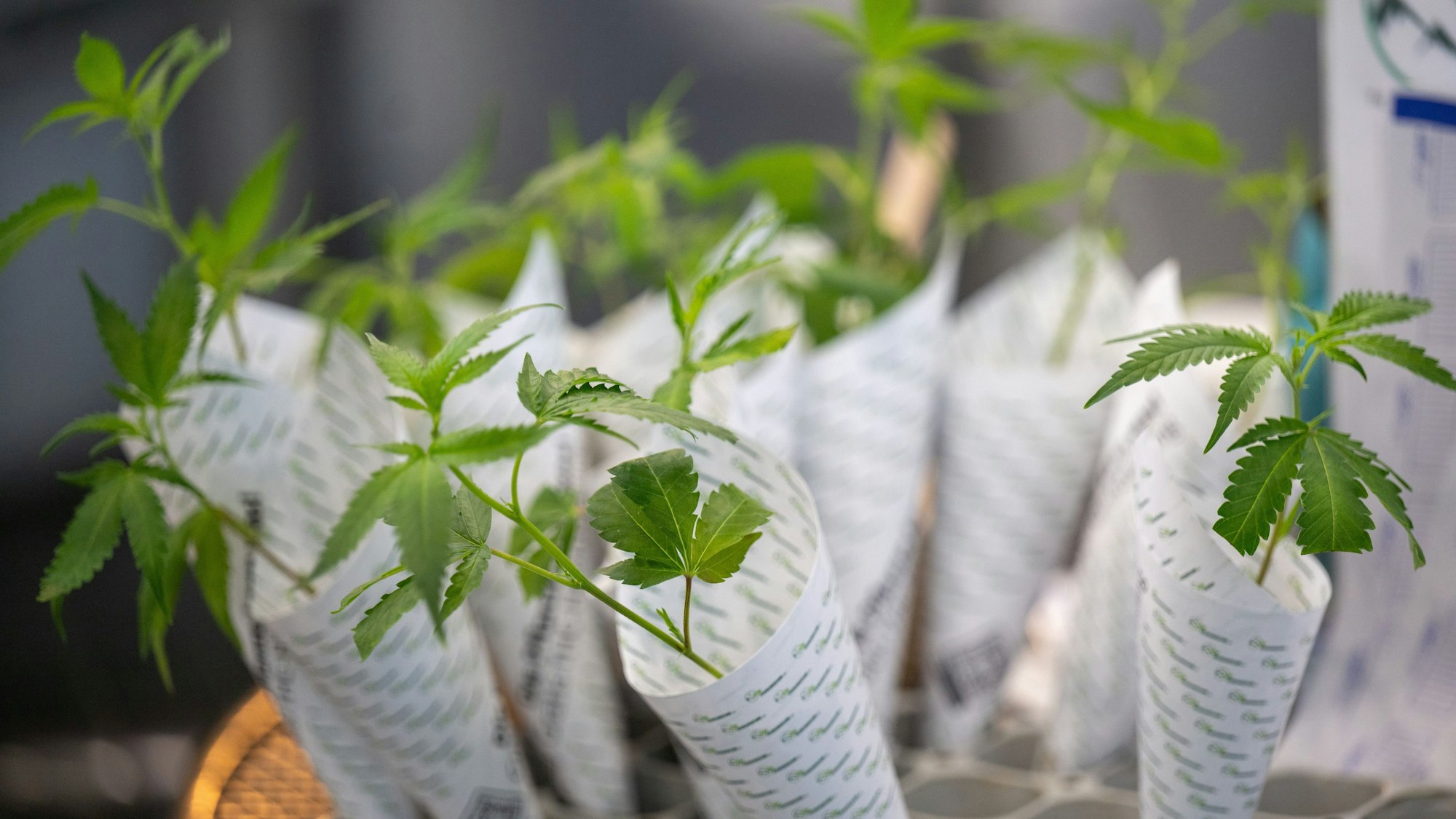 Hanfsämlinge werden auf der Hanfmesse zum Verkauf angeboten.