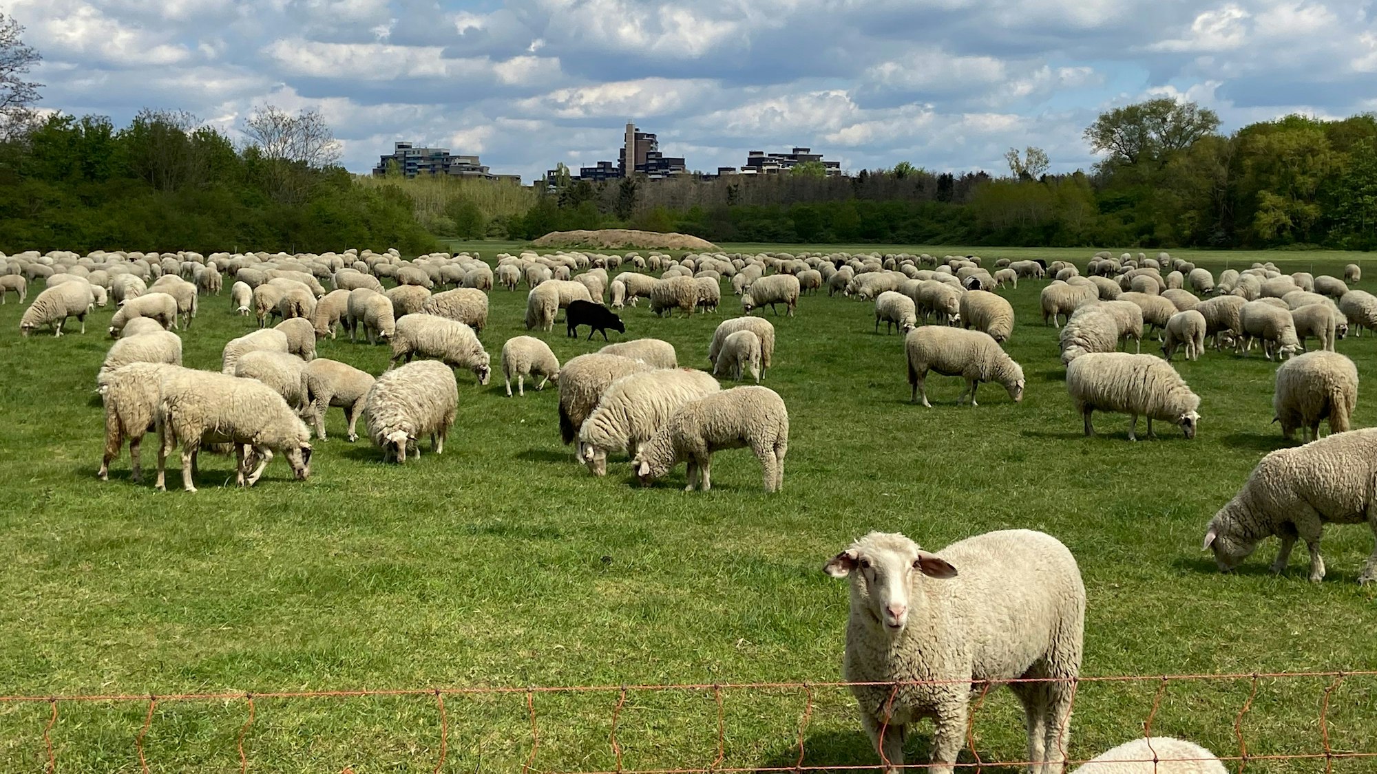 Die Westhovener Aue ist ausgewiesenes Landschaftsschutzgebiet.