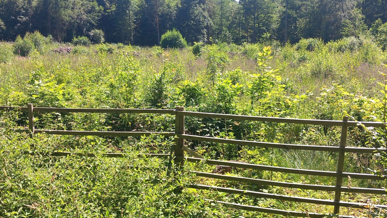Ein Holzgatter schützt junge Bäume, der Totholzwall (links hinten) genügte nicht.