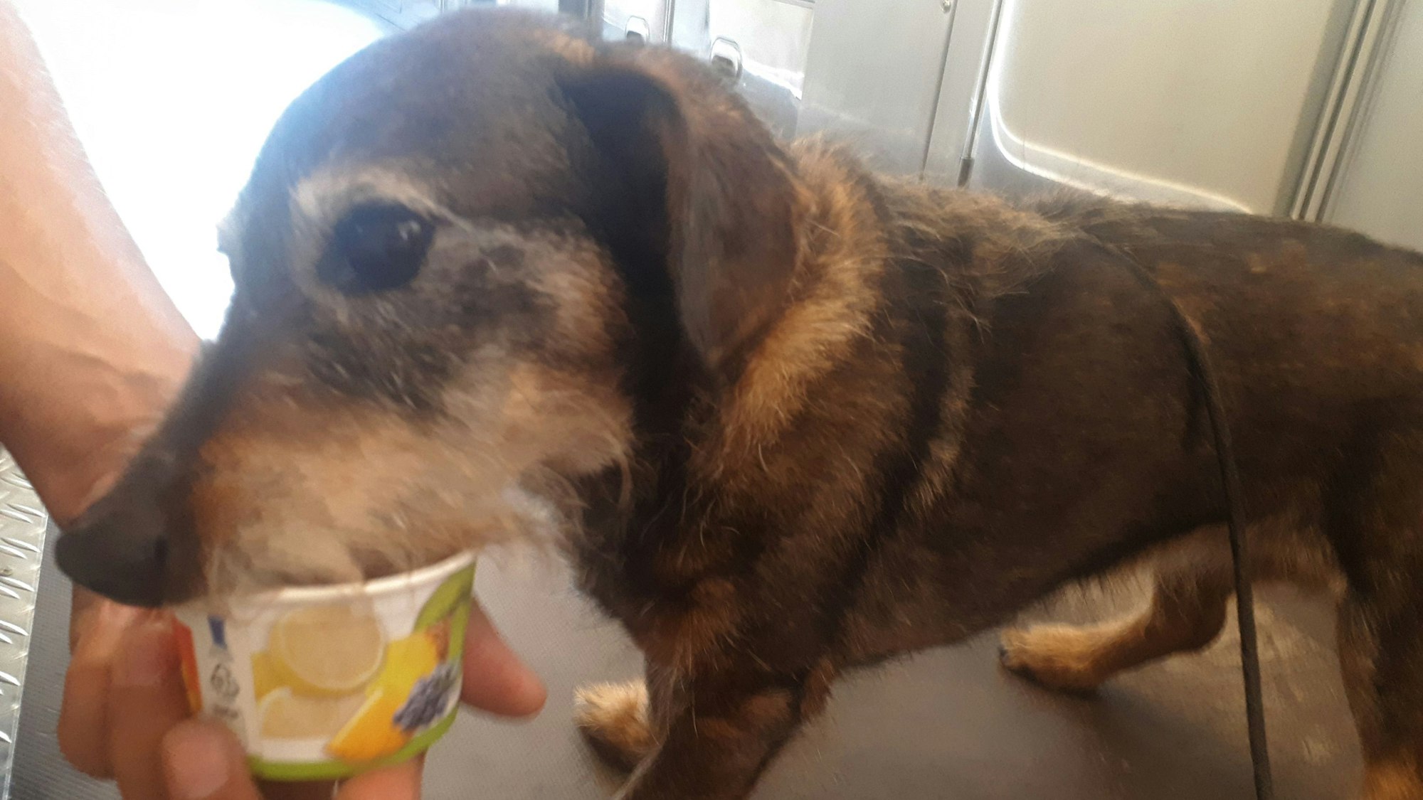 ein Dackel isst Eis aus einem Eisbecher