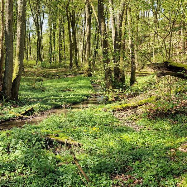 Ein unscheinbares Bächlein ist der Knipperbach, der in den Hoffnungsthaler Bergen entspringt und im Zentrum von Rösrath-Hoffnungsthal in die Sülz mündet, an den meisten Tagen.