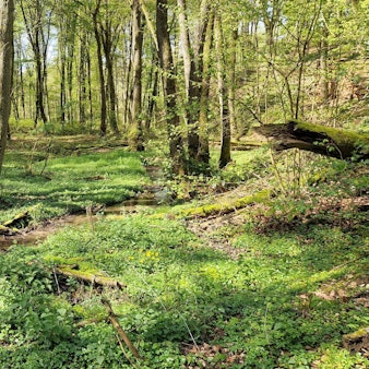 Ein unscheinbares Bächlein ist der Knipperbach, der in den Hoffnungsthaler Bergen entspringt und im Zentrum von Rösrath-Hoffnungsthal in die Sülz mündet, an den meisten Tagen.