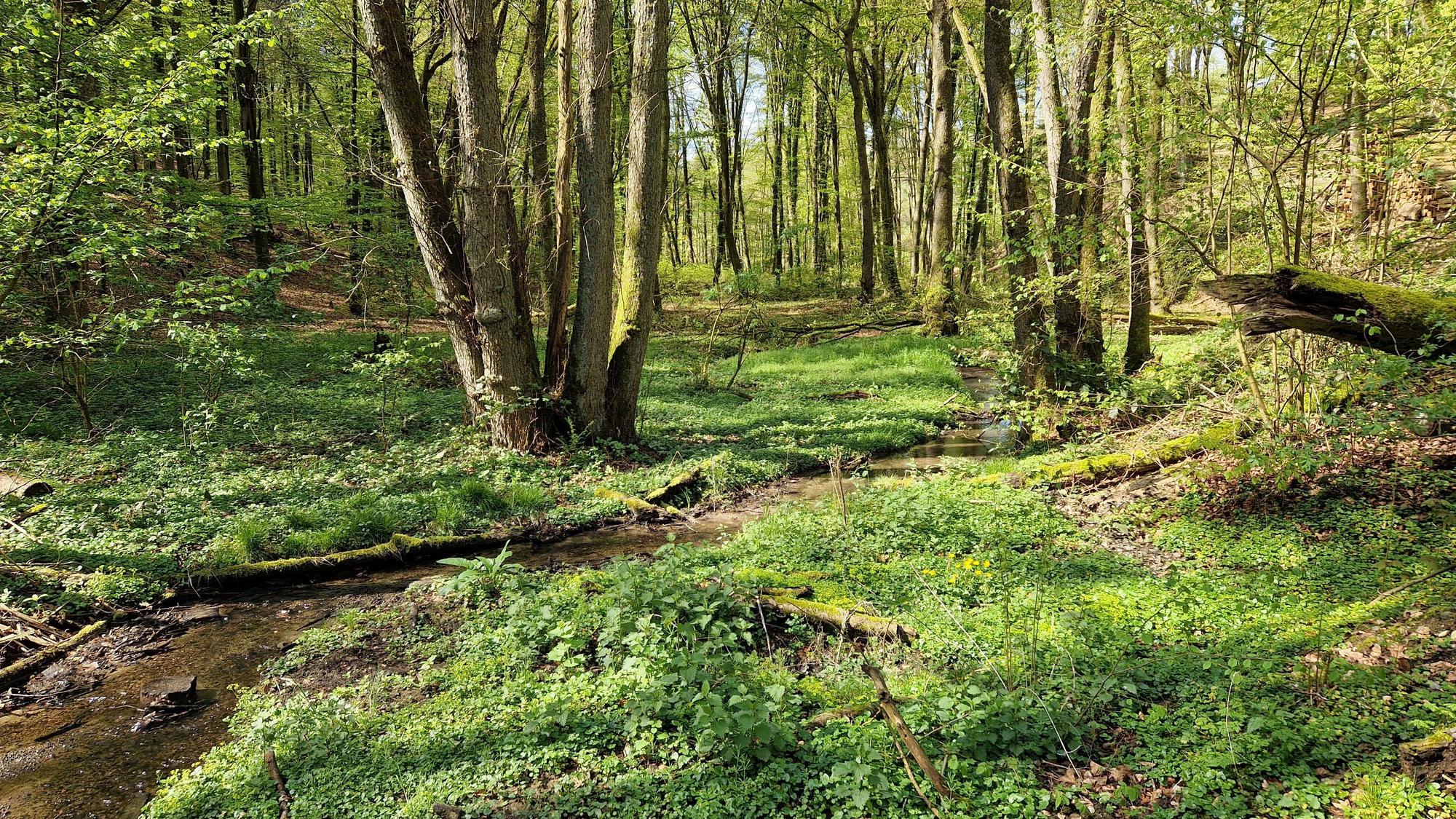 Ein unscheinbares Bächlein ist der Knipperbach, der in den Hoffnungsthaler Bergen entspringt und im Zentrum von Rösrath-Hoffnungsthal in die Sülz mündet, an den meisten Tagen.