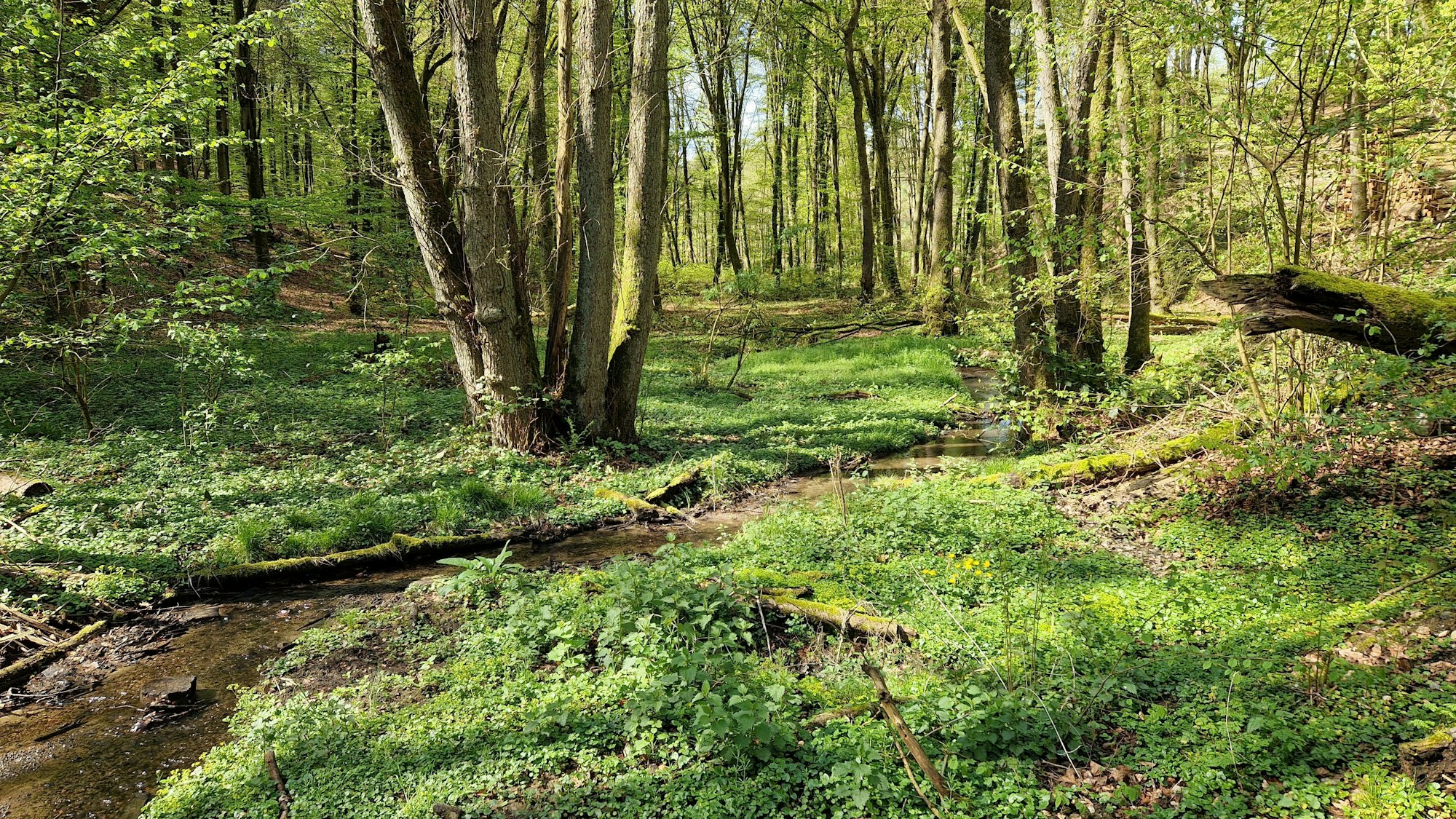 Ein unscheinbares Bächlein ist der Knipperbach, der in den Hoffnungsthaler Bergen entspringt und im Zentrum von Rösrath-Hoffnungsthal in die Sülz mündet,  an den meisten Tagen.