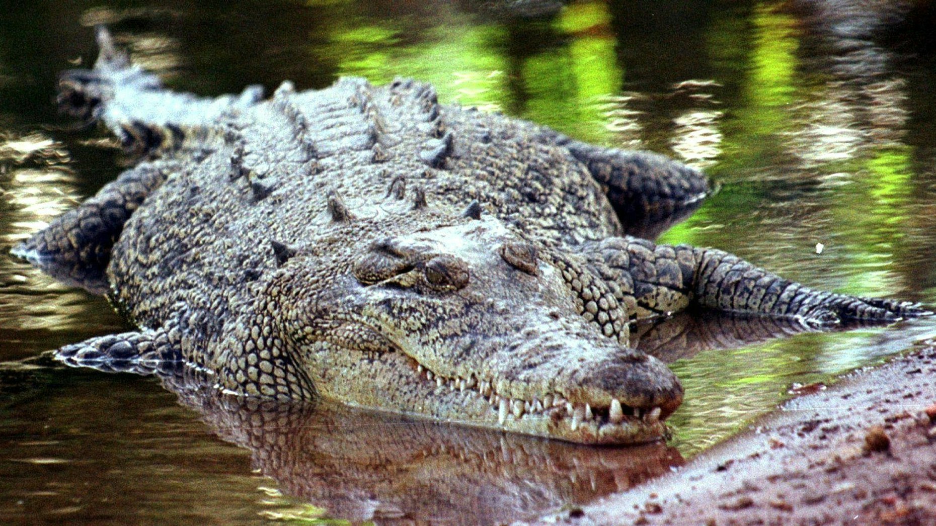 Australien, Darwin: Ein Salzwasserkrokodil, aufgenommen in Darwin.