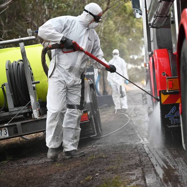 Arbeiter in Schutzanzügen reinigen einen Lastwagen in einer Quarantänezone nach einem Ausbruch der Vogelgrippe in Australien. Auch in den USA sind viele Rinder infiziert. Experten fürchten eine Mutation des Erregers. (Archivbild)