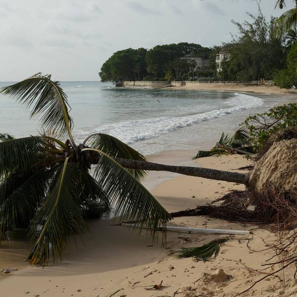 Eine Palma bei der Küste St. James, Barbados, wurde von einem Sturm entwurzelt.