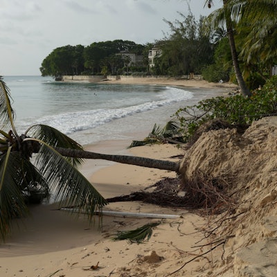 Eine Palma bei der Küste St. James, Barbados, wurde von einem Sturm entwurzelt.
