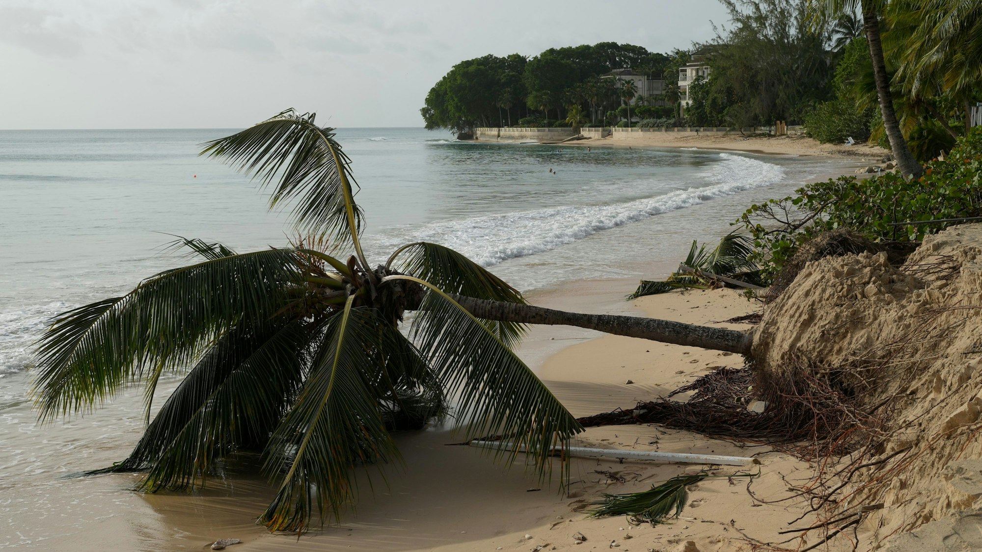 Eine Palma bei der Küste St. James, Barbados, wurde von einem Sturm entwurzelt.