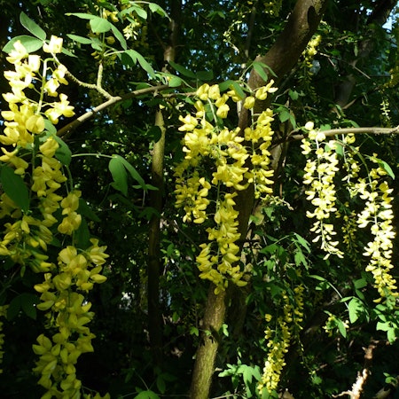 Ein Goldregenbaum steht im Schatten.