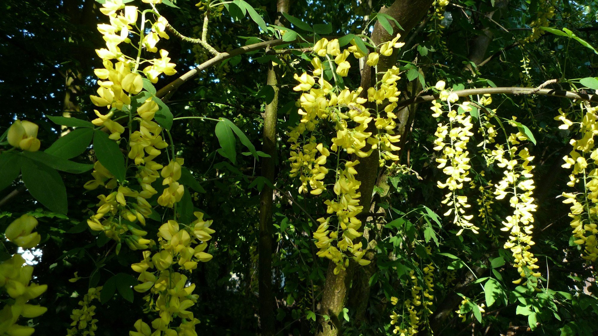 Ein Goldregenbaum steht im Schatten.